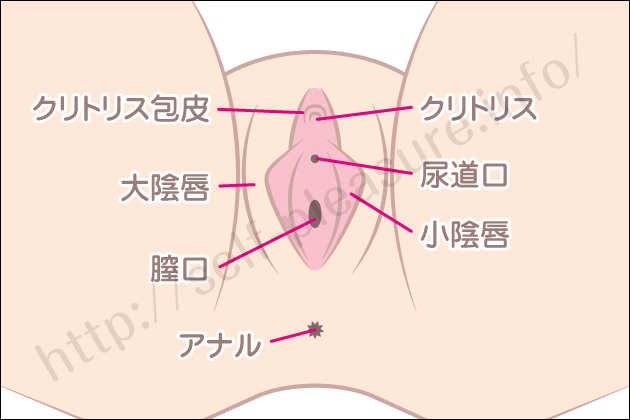 �Z���t�v���W���[�b�����ׂ̈̃I�i�j�[�E�Z�b�N�X�u��